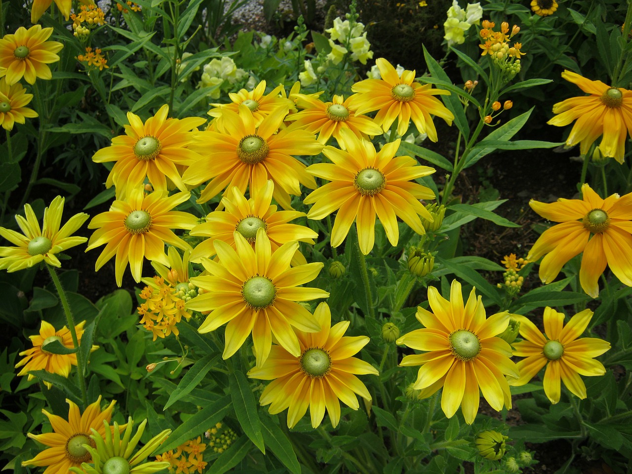 sunflower flowers blütenmeer free photo