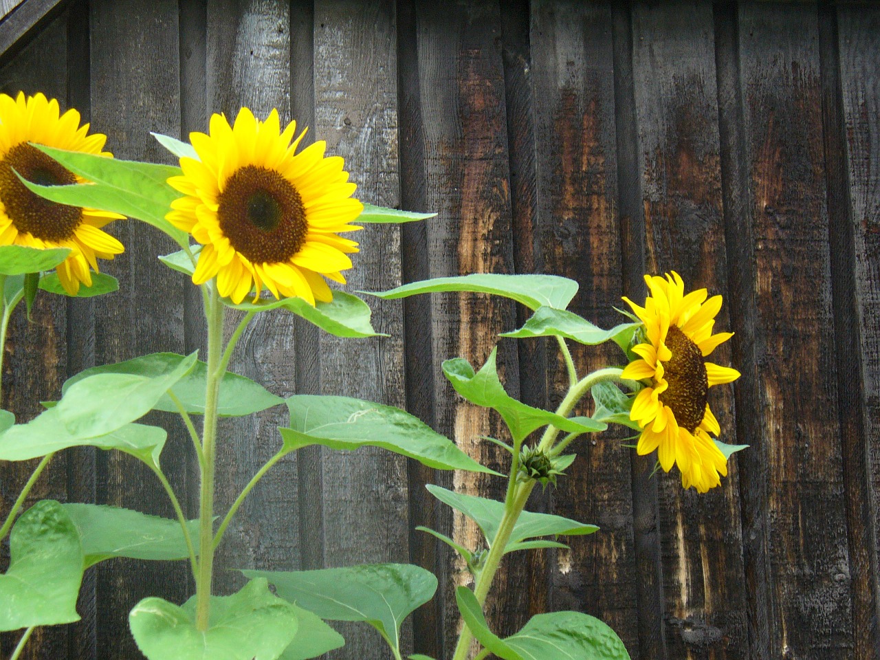 flower summer nature free photo