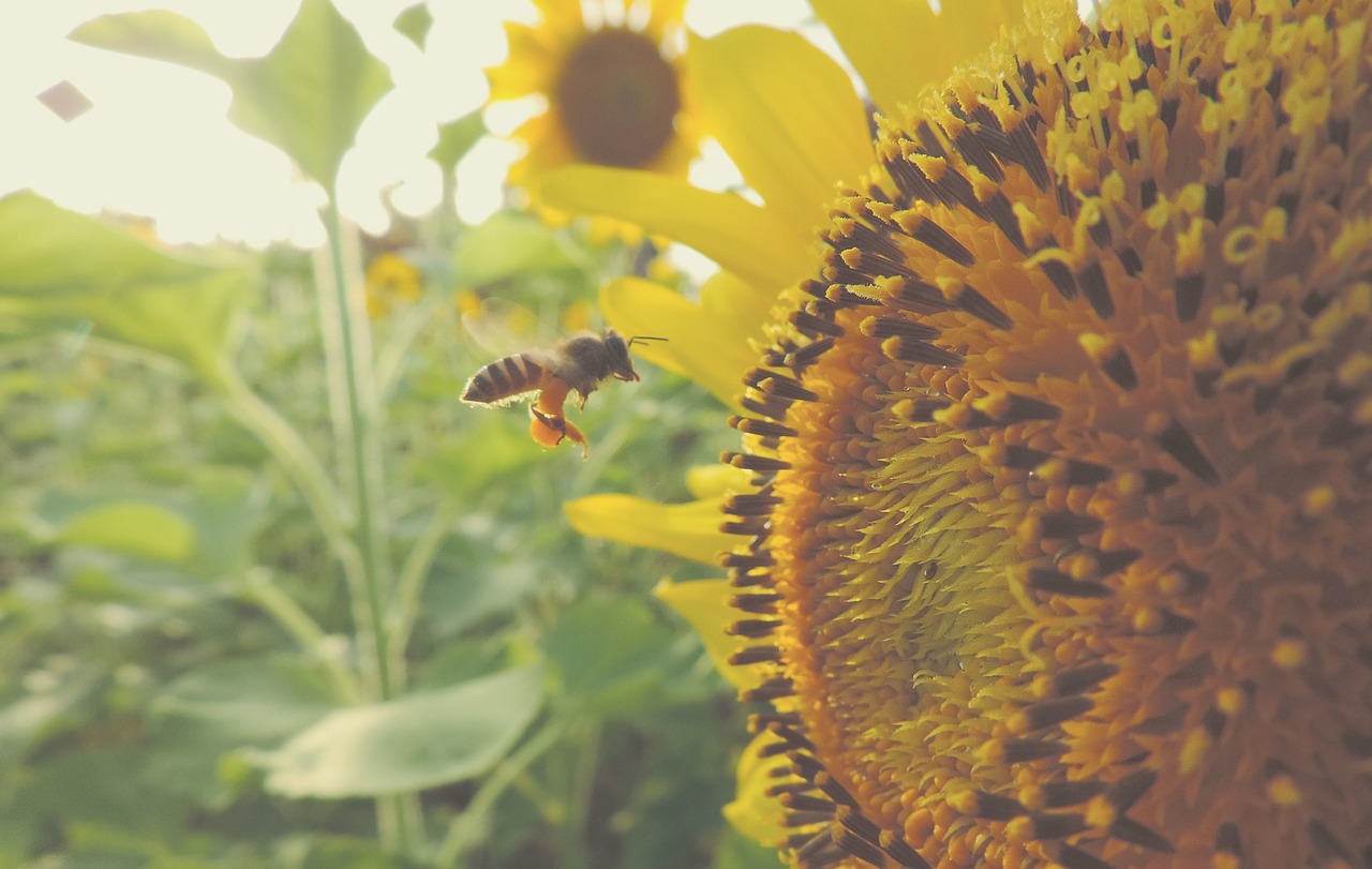 sunflower bee insect free photo