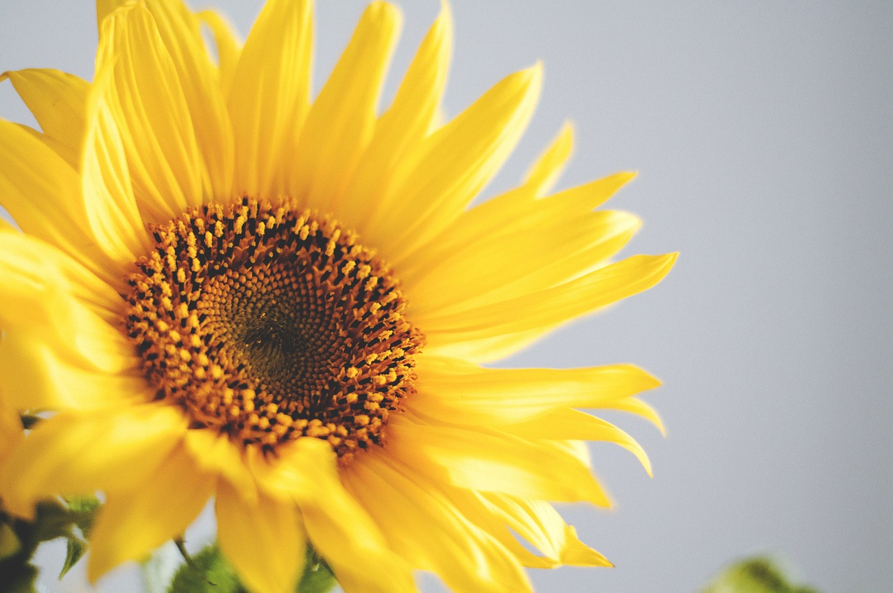 sunflower flower petals free photo