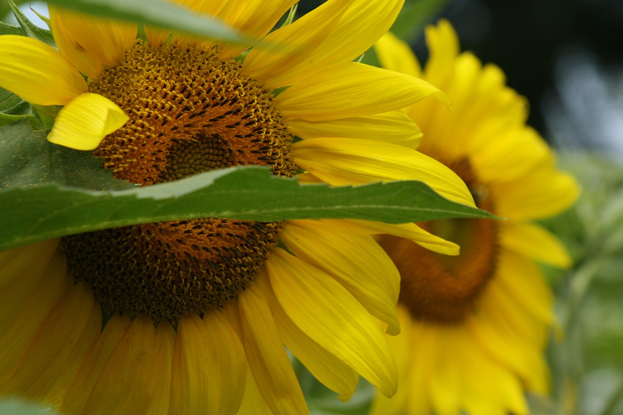 sunflower flower summer free photo