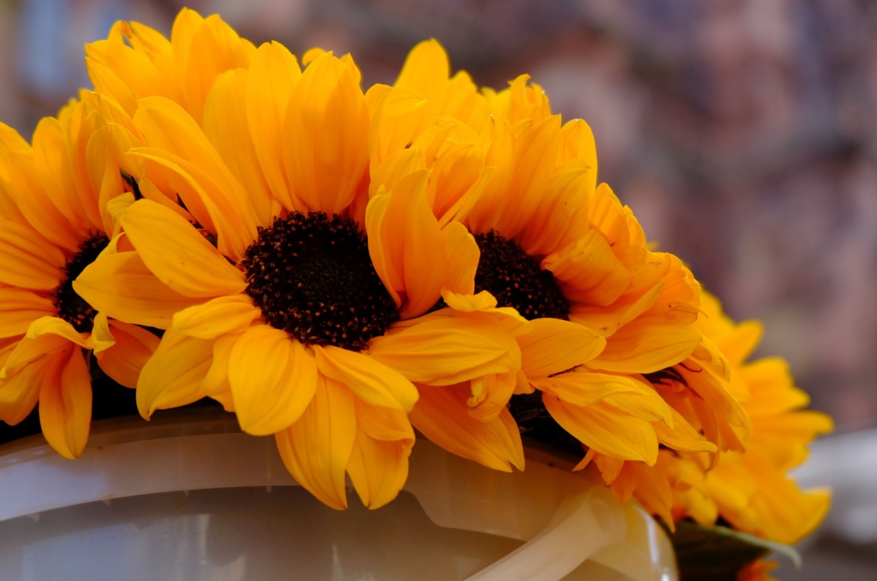 sunflower bucket flowers free photo