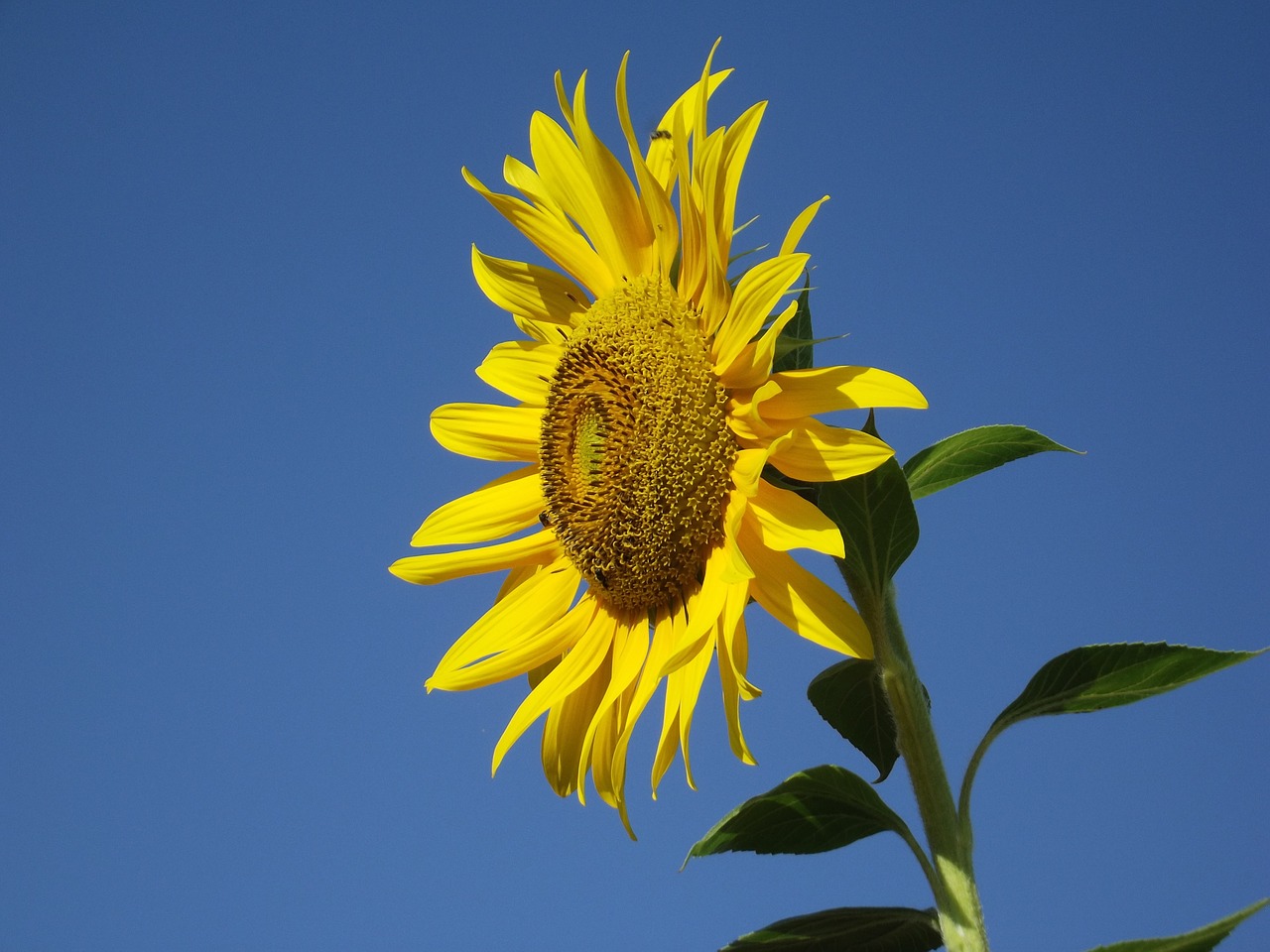 sunflower blue sky nature free photo