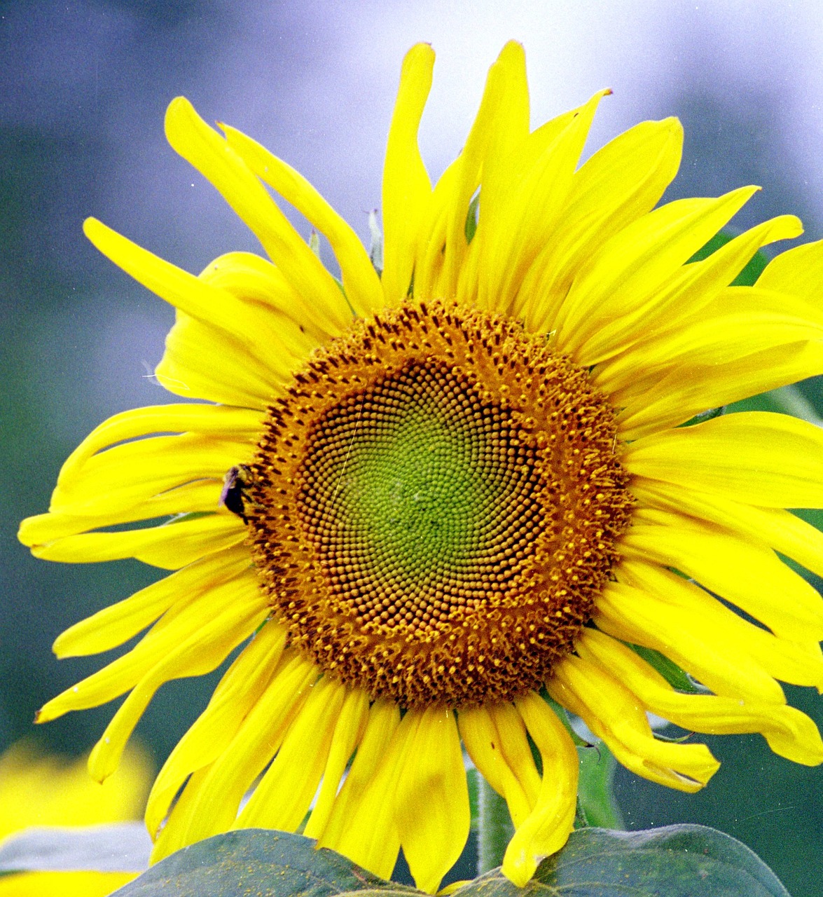 sunflower flower bee free photo