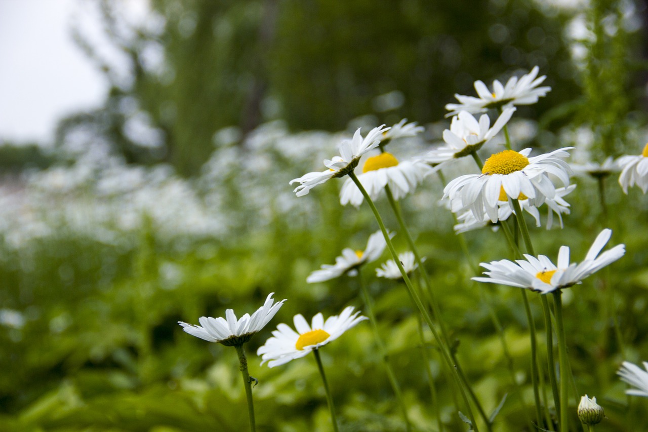 sunflower green the scenery free photo