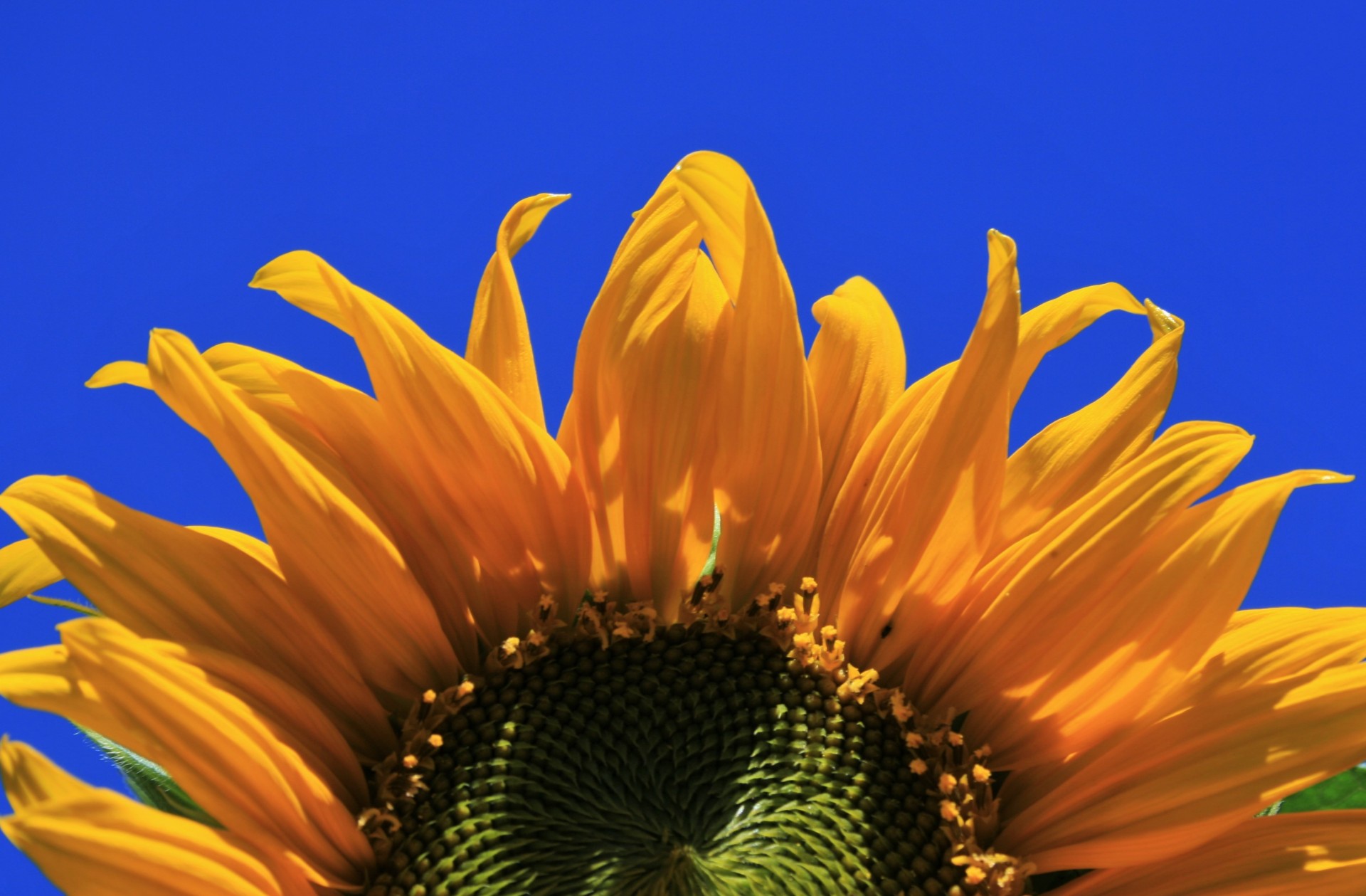 sunflower large petals free photo