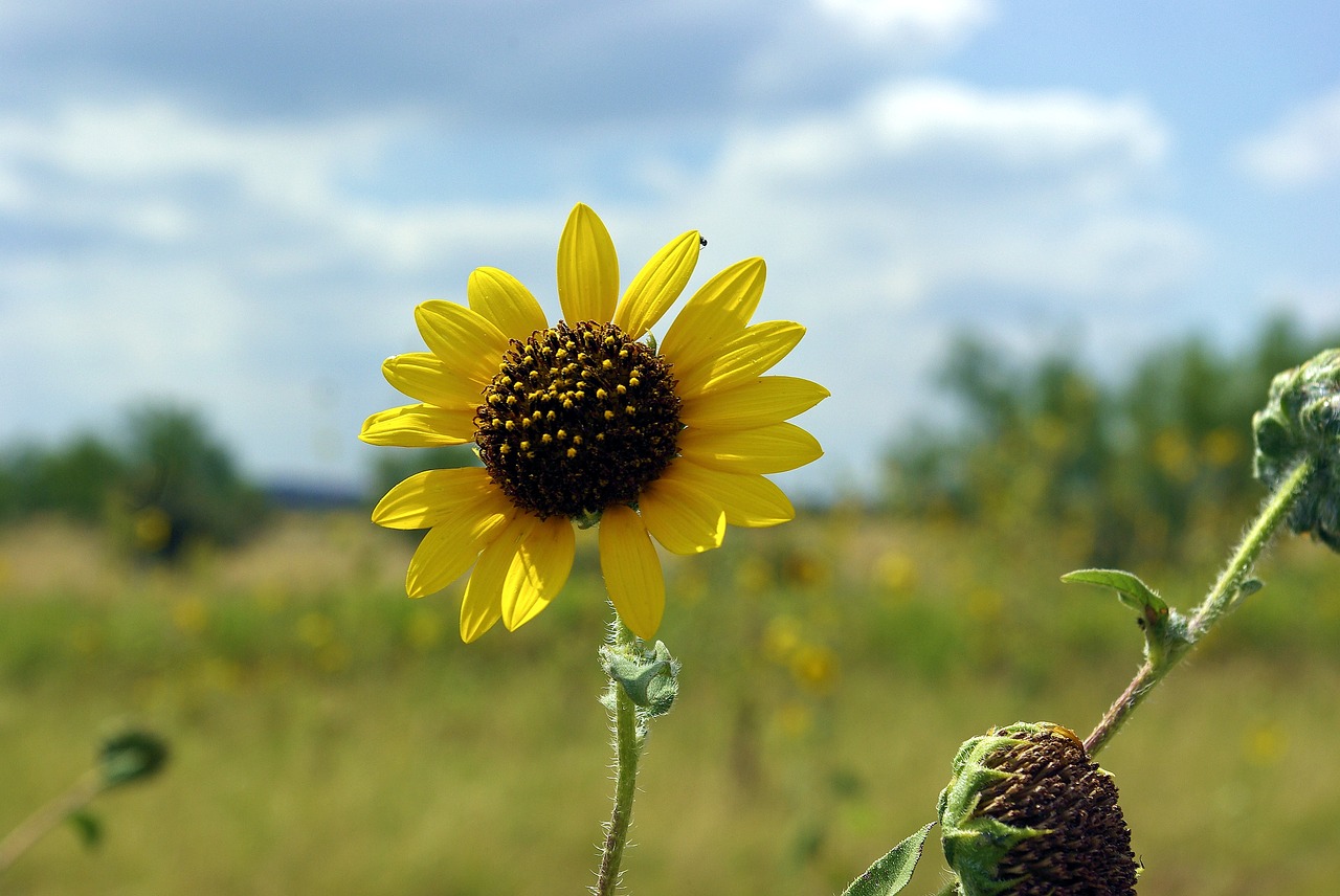 sunflower along texas i40  sunflower  bloom free photo