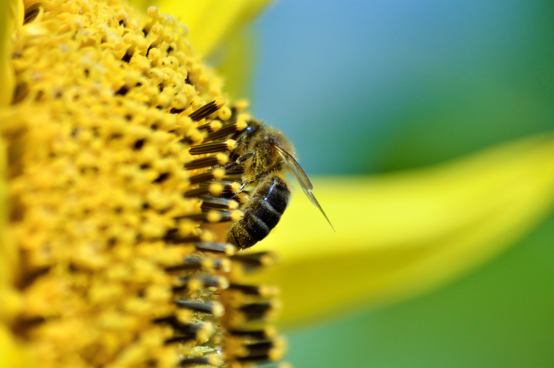 sunflower bee bug free photo