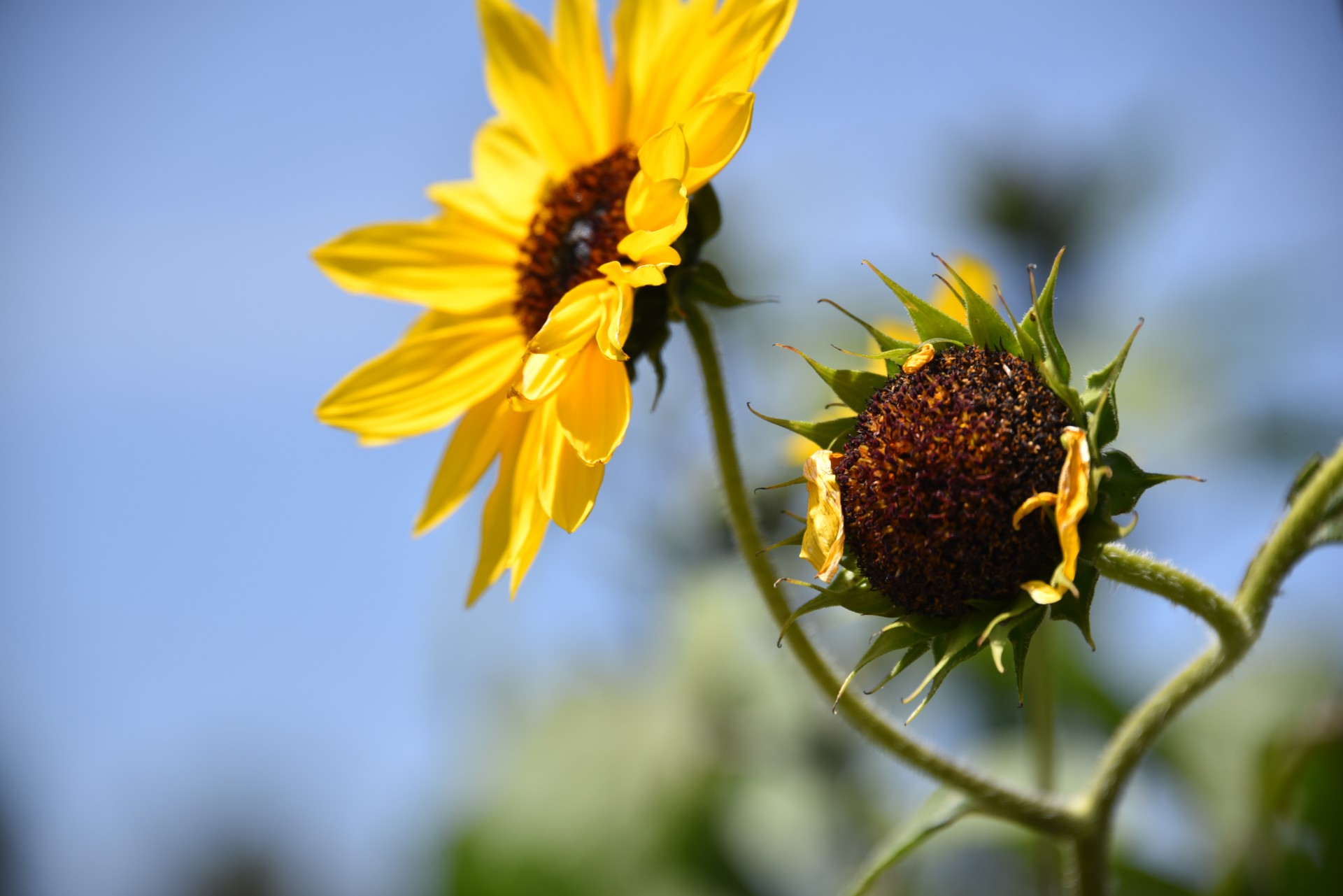 sunflower seed pod free photo