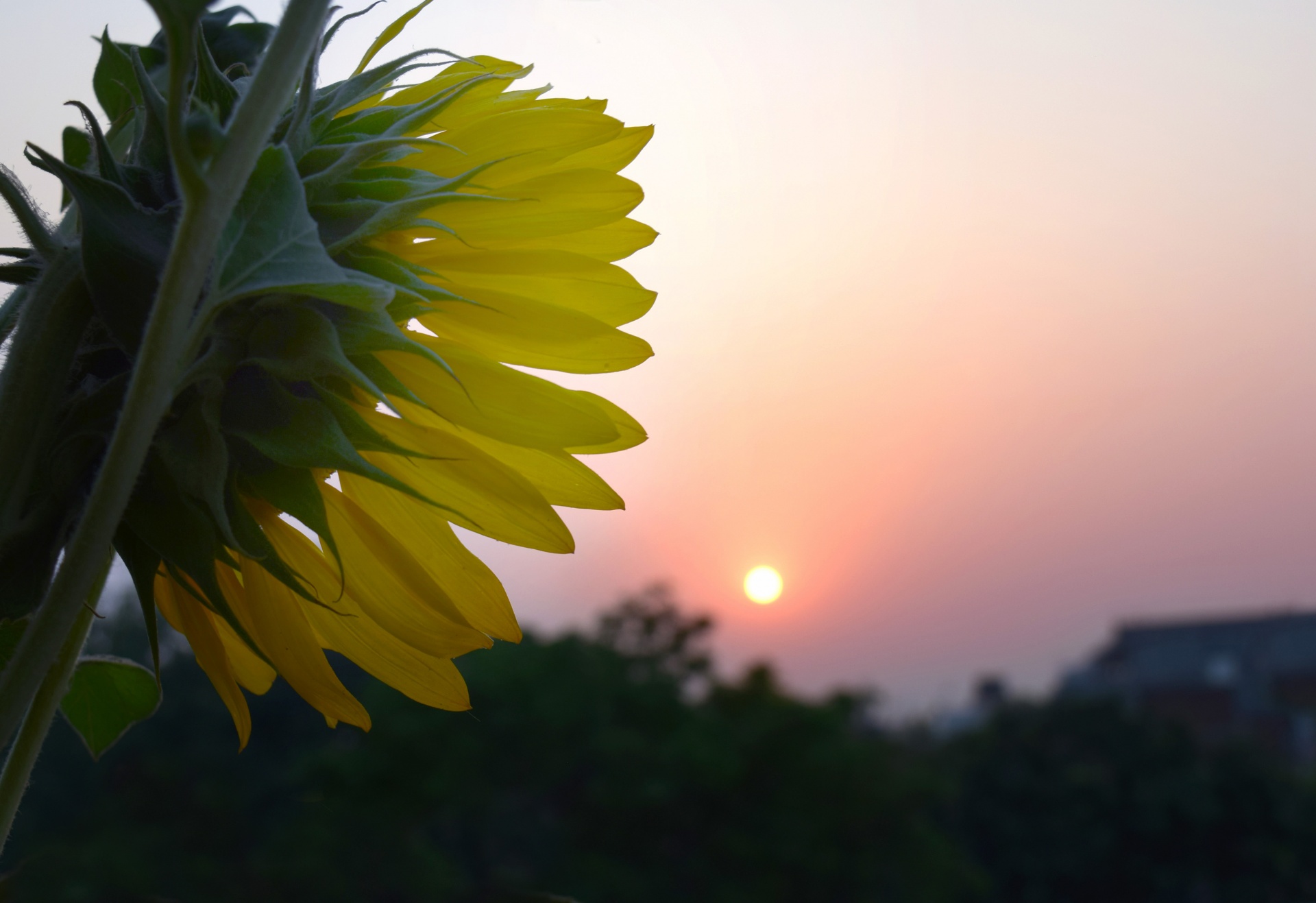 sunflower flower morning free photo