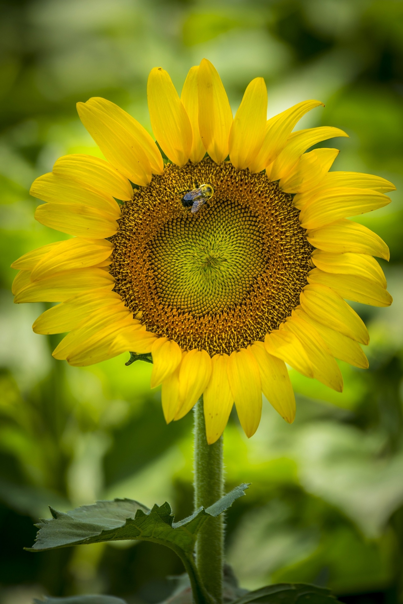 sunflower plant bee free photo