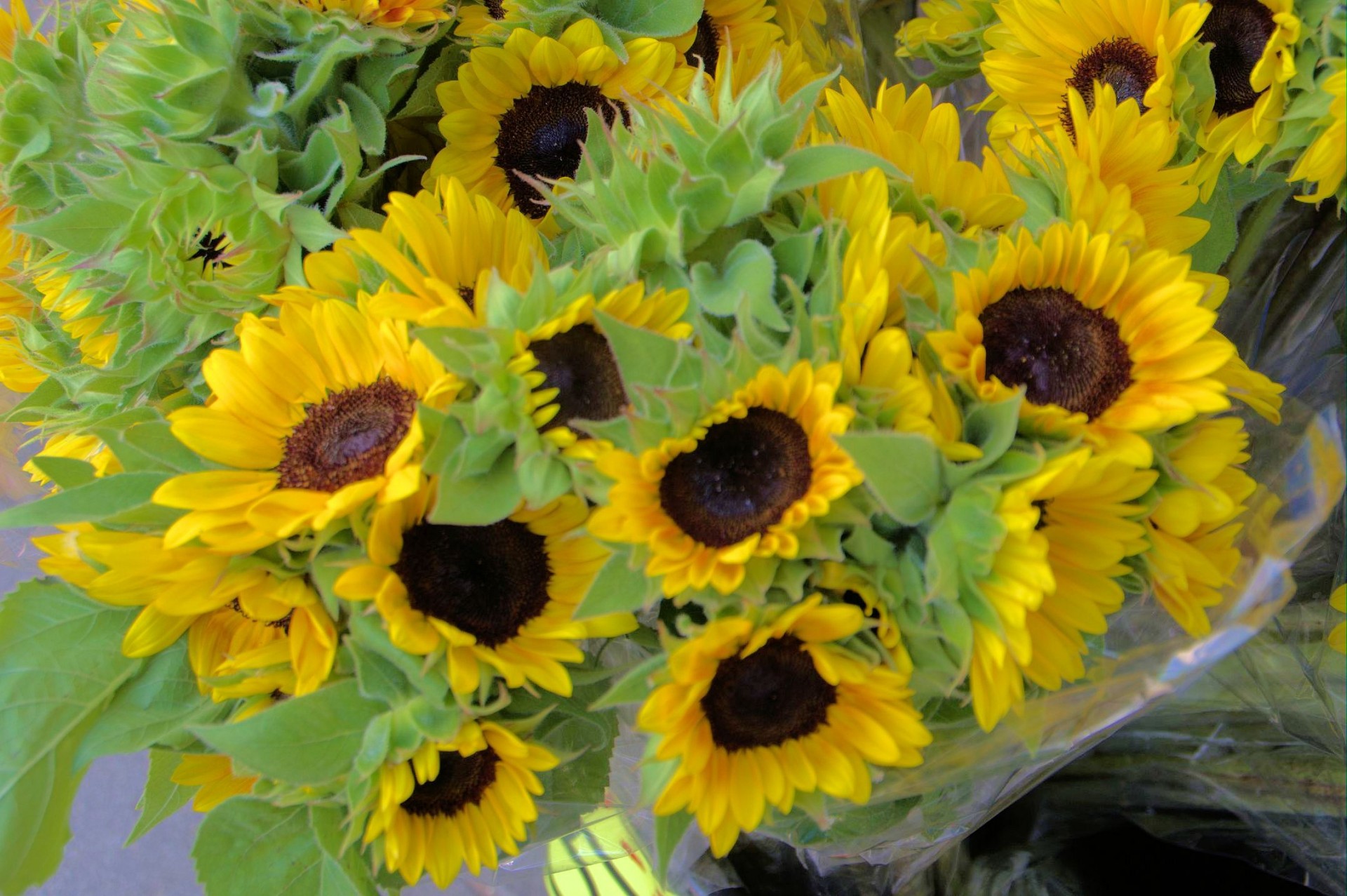 sunflower flower bunch free photo