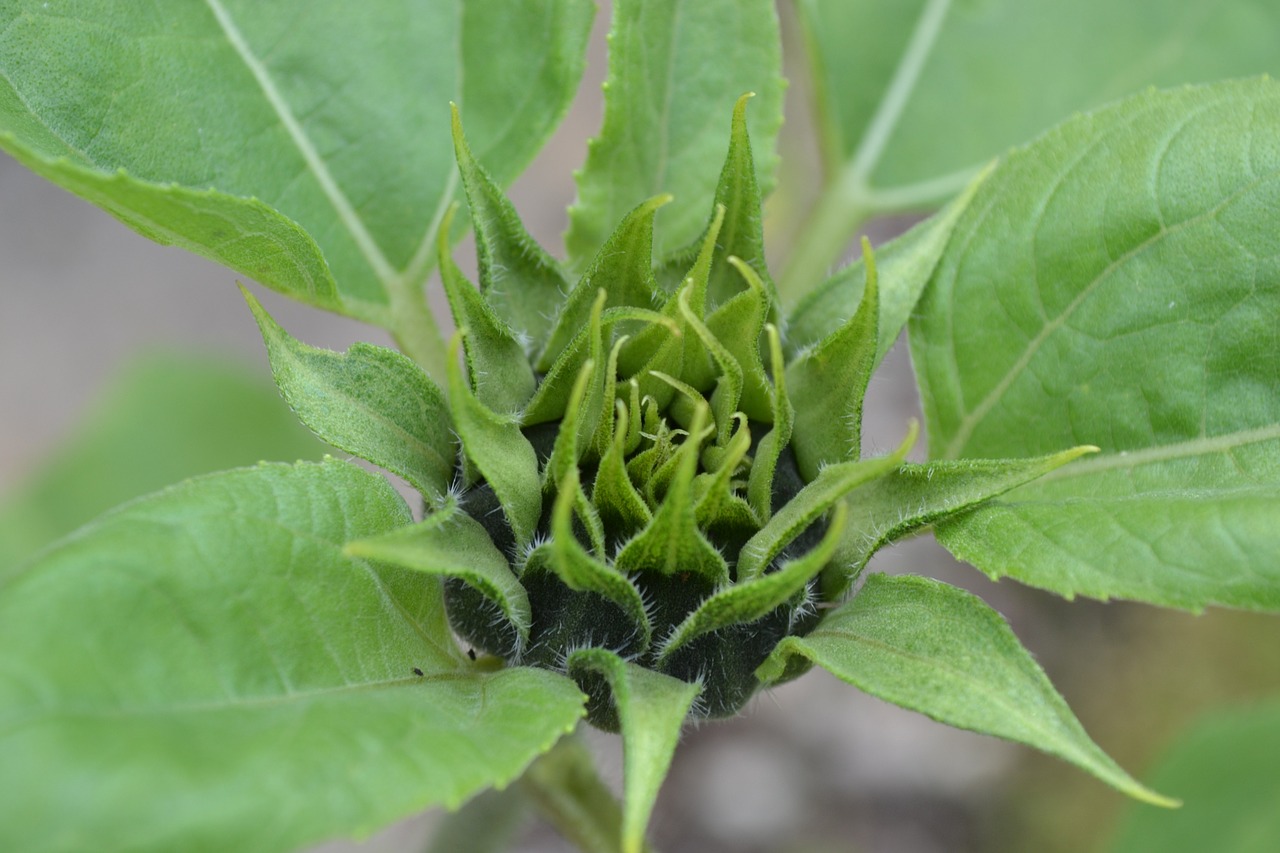 sunflower bud tight helianthus annuus free photo