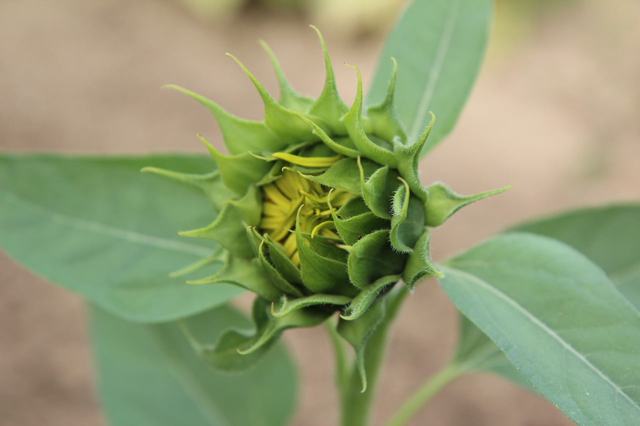 sunflower button  sunflower  flower sunflower free photo