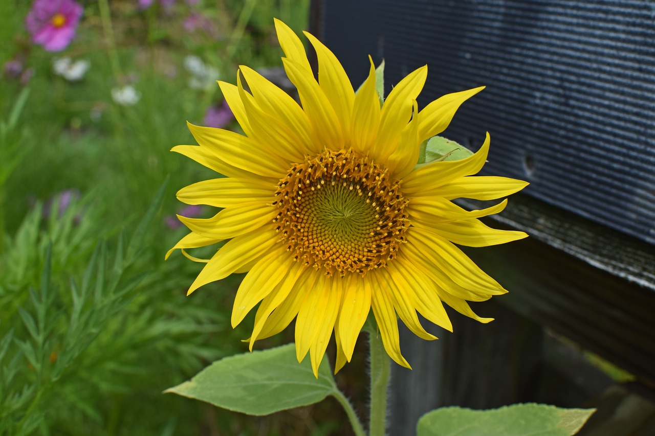 sunflower by mailbox sunflower flower free photo