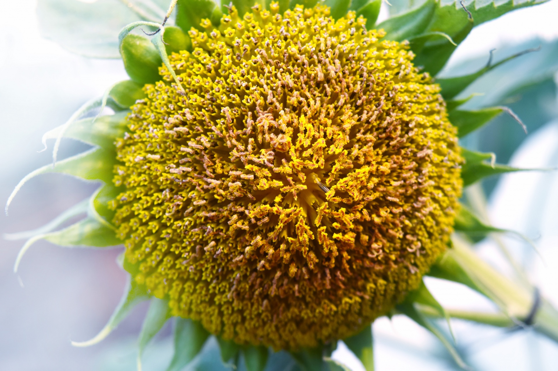 sunflower nature yellow free photo