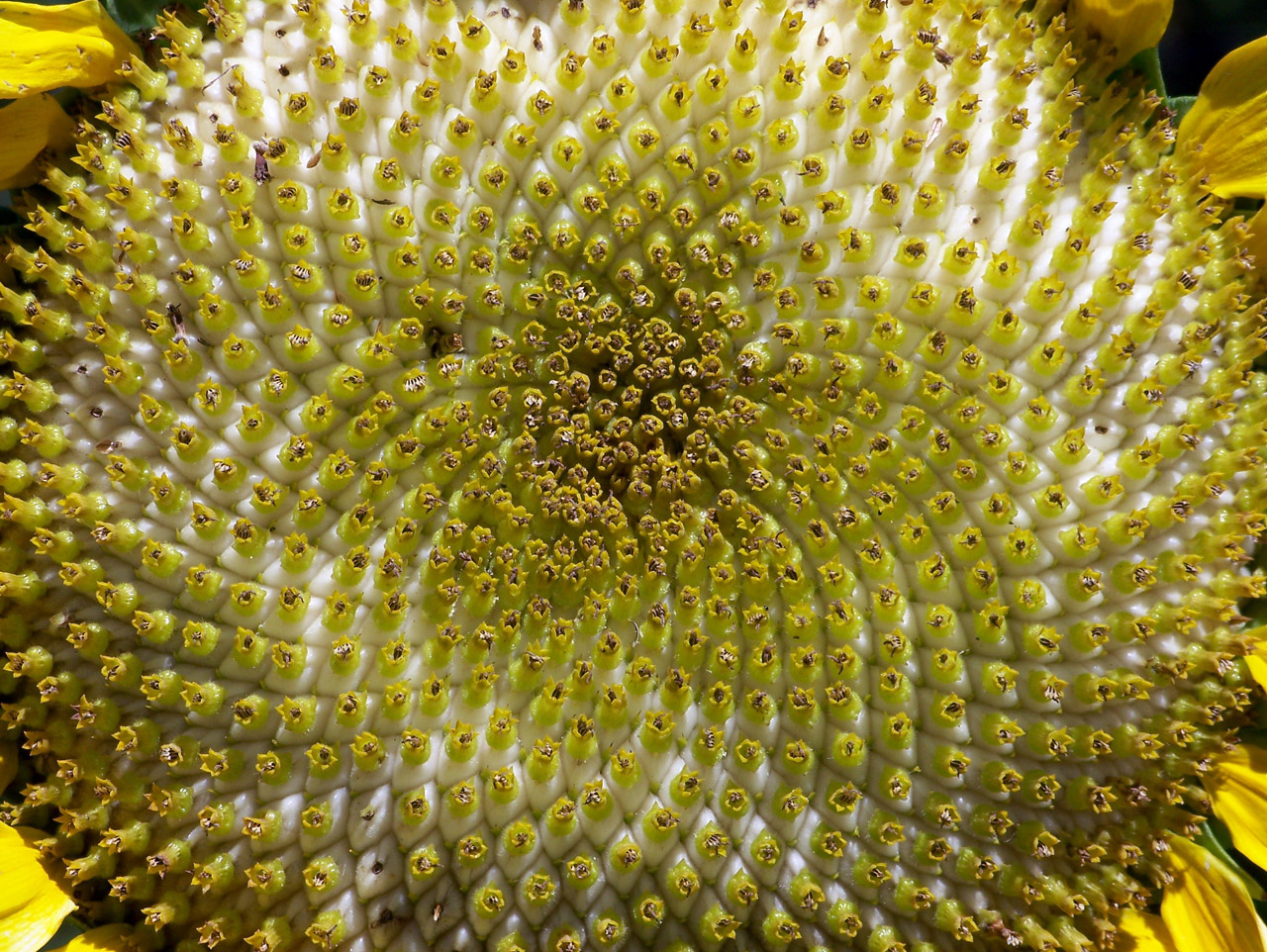 sunflower flower closeup free photo