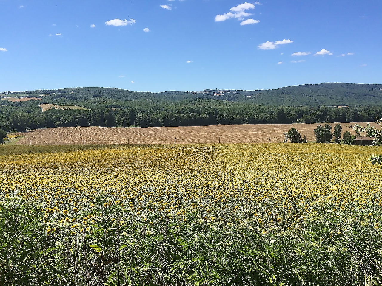 sunflower field yellow agriculture free photo