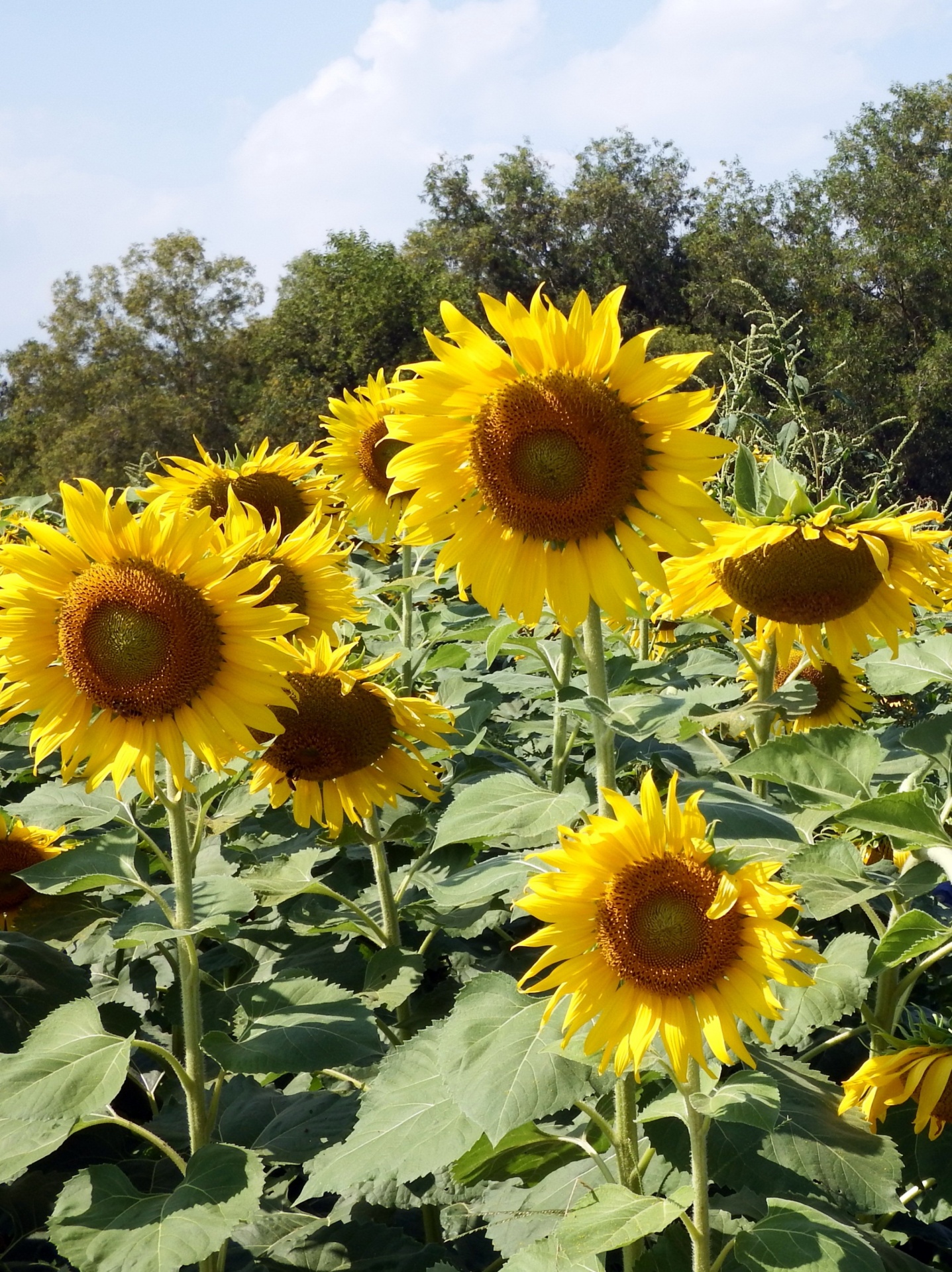 sunflower sunflowers field free photo