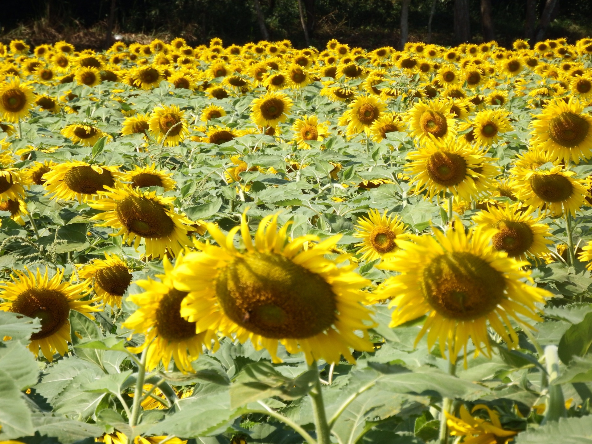 sunflower sunflowers field free photo