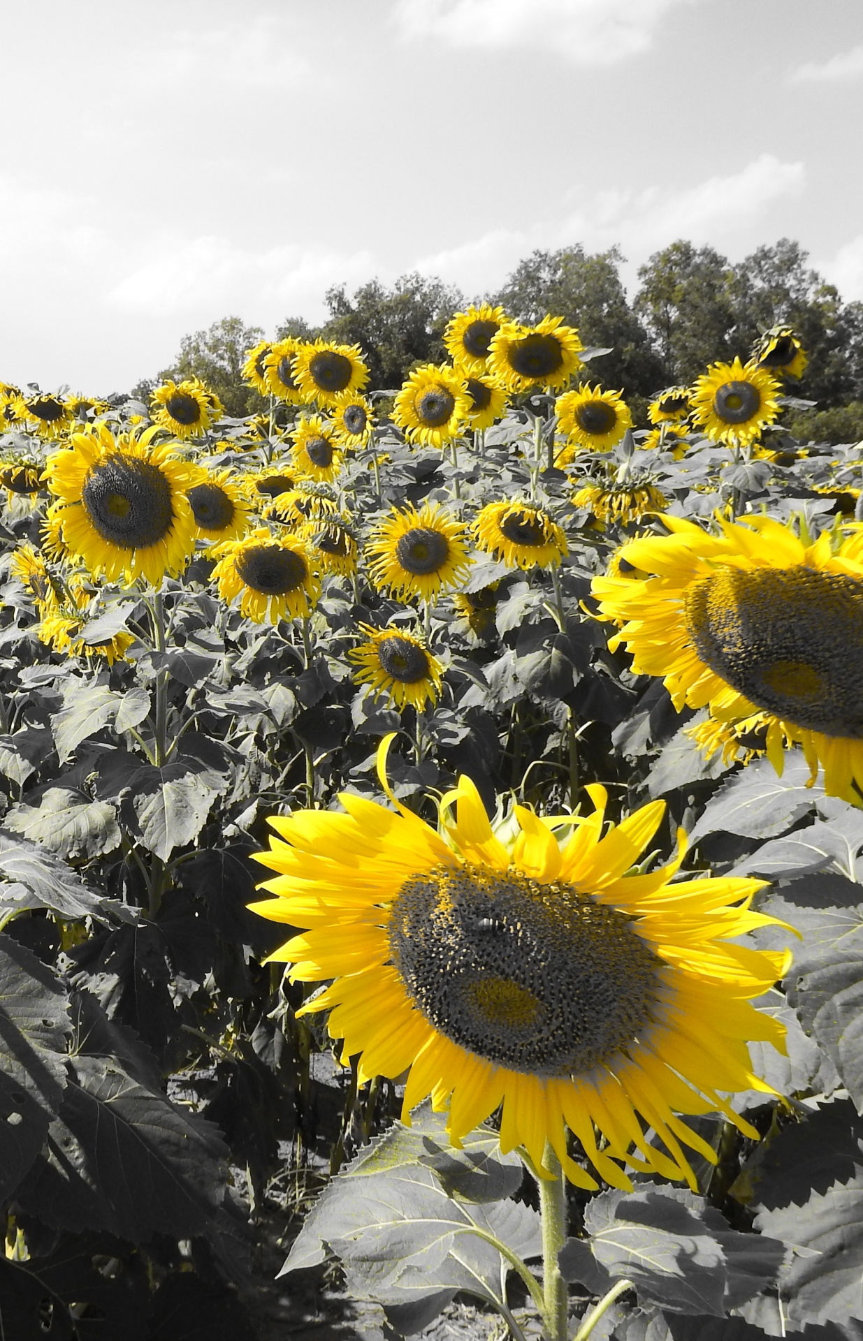 sunflower sunflowers field free photo