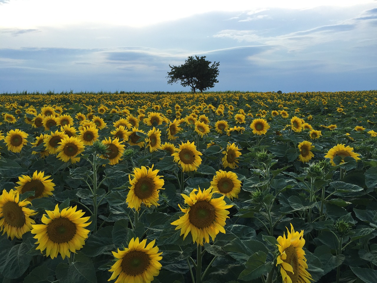 sunflower field sunflower summer free photo