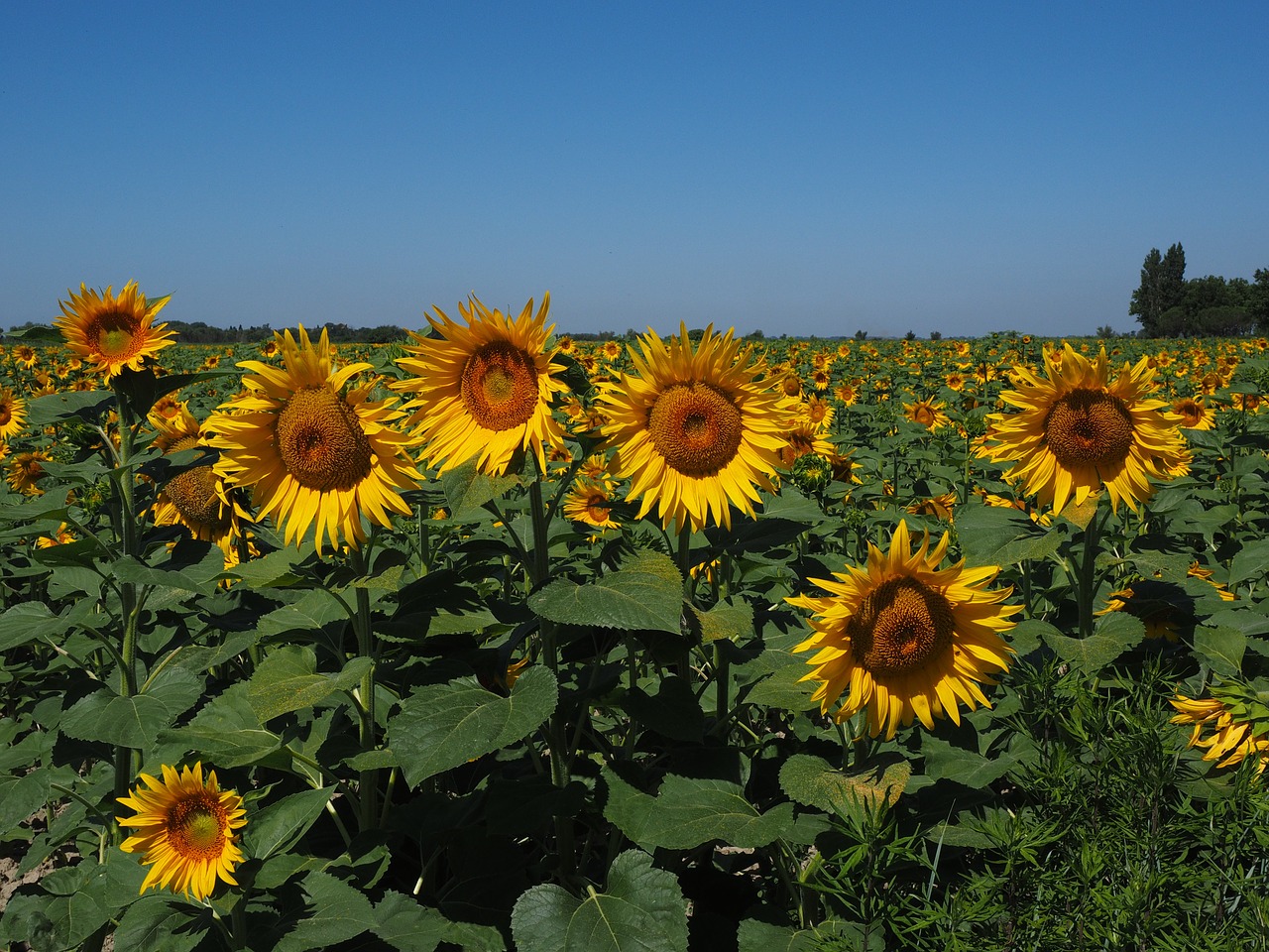 sunflower field sun flower helianthus annuus free photo