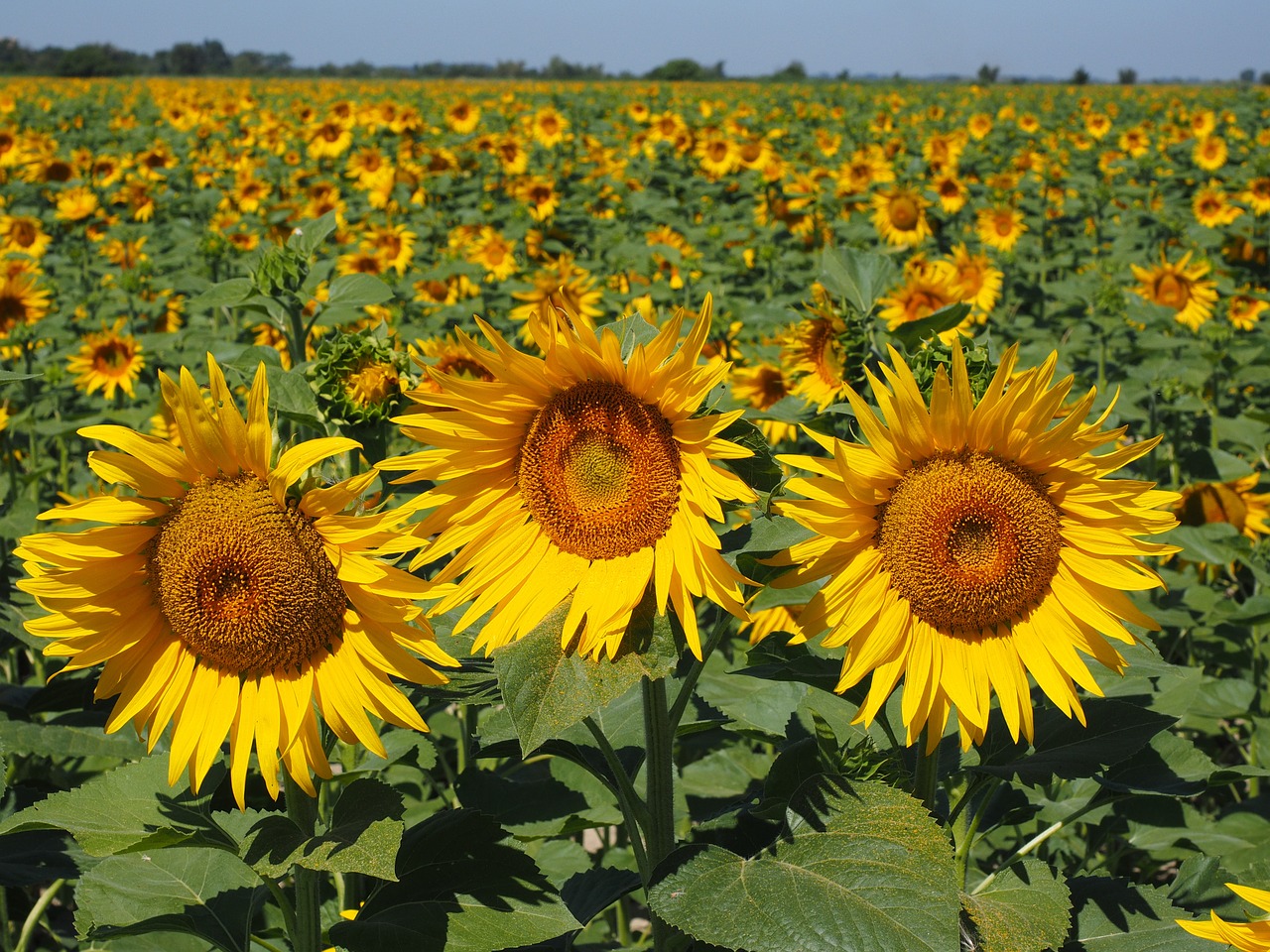 sunflower field sun flower summer free photo