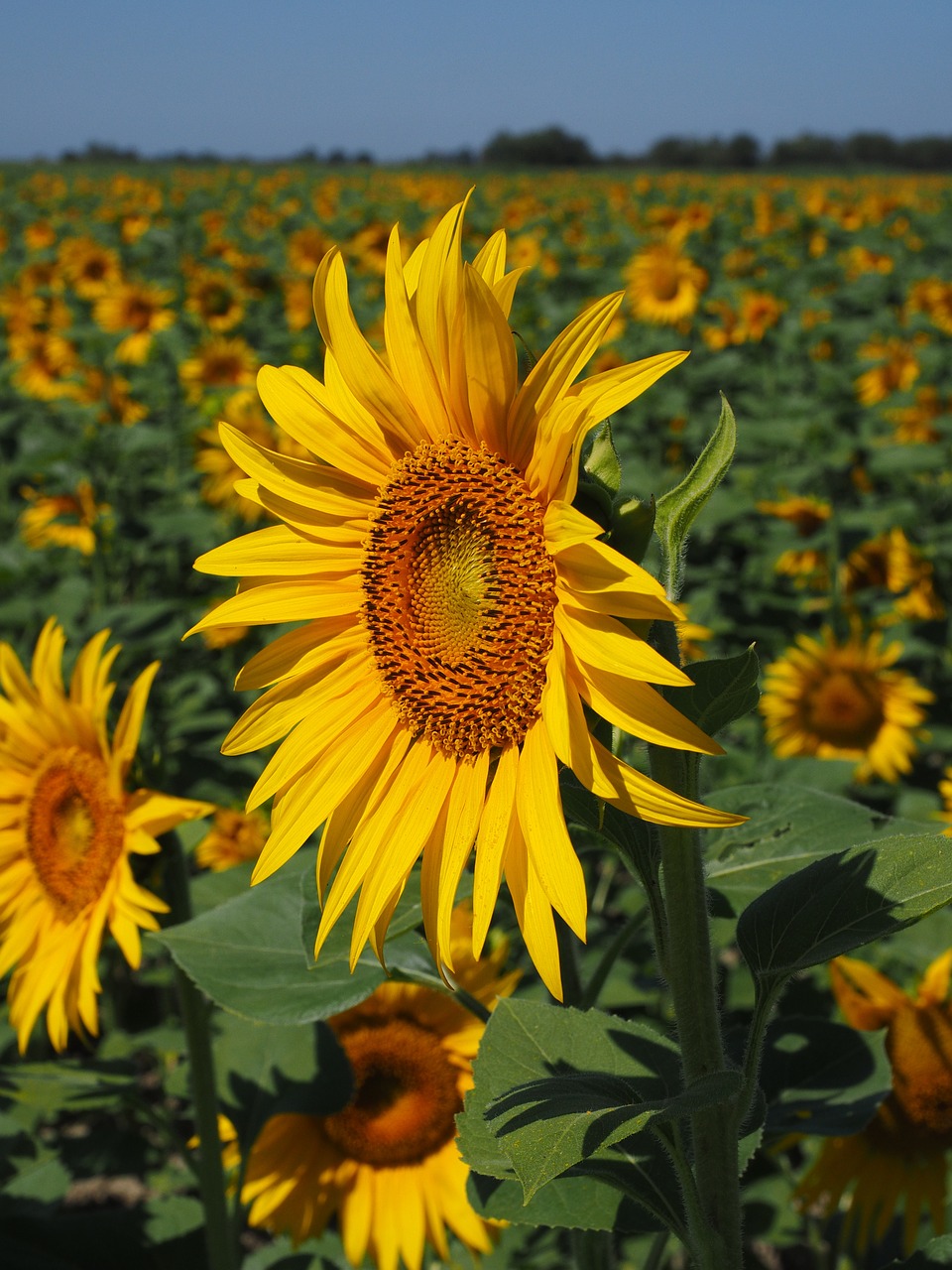 sunflower field sun flower summer free photo