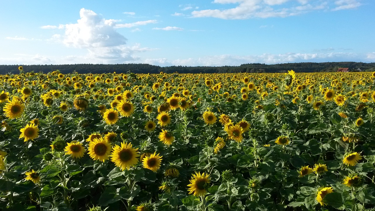 sunflower field sun flower flowers free photo