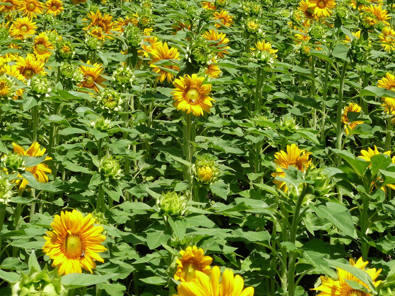 sunflower field sunflower yellow free photo