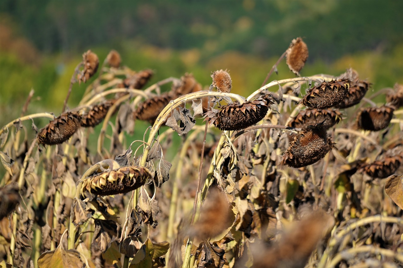 sunflower field harvest time sun flower free photo