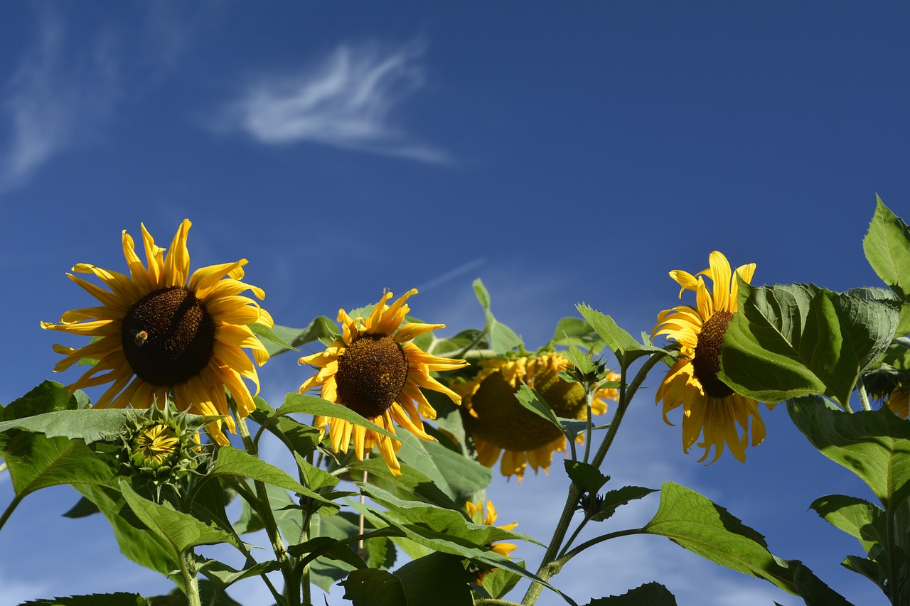 sunflower field blue sky leaves free photo