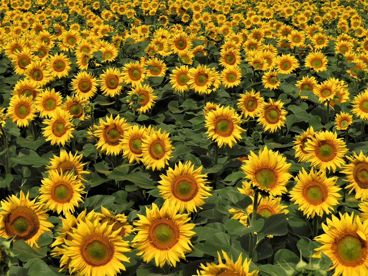 sunflower field  agriculture  nature free photo