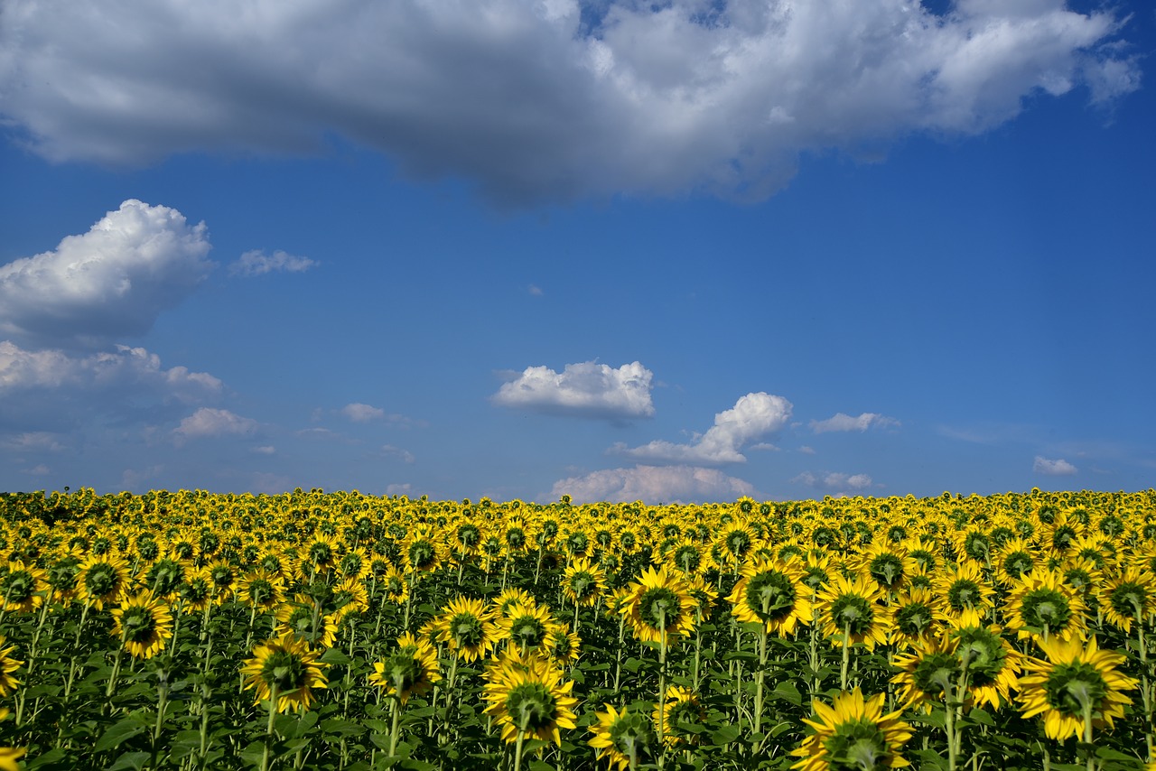 sunflower field  sky  clouds free photo