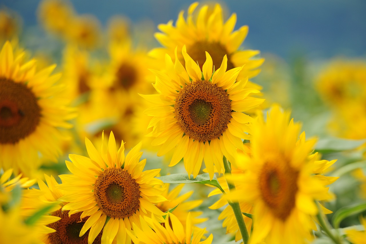 sunflower field  sun  flowers free photo