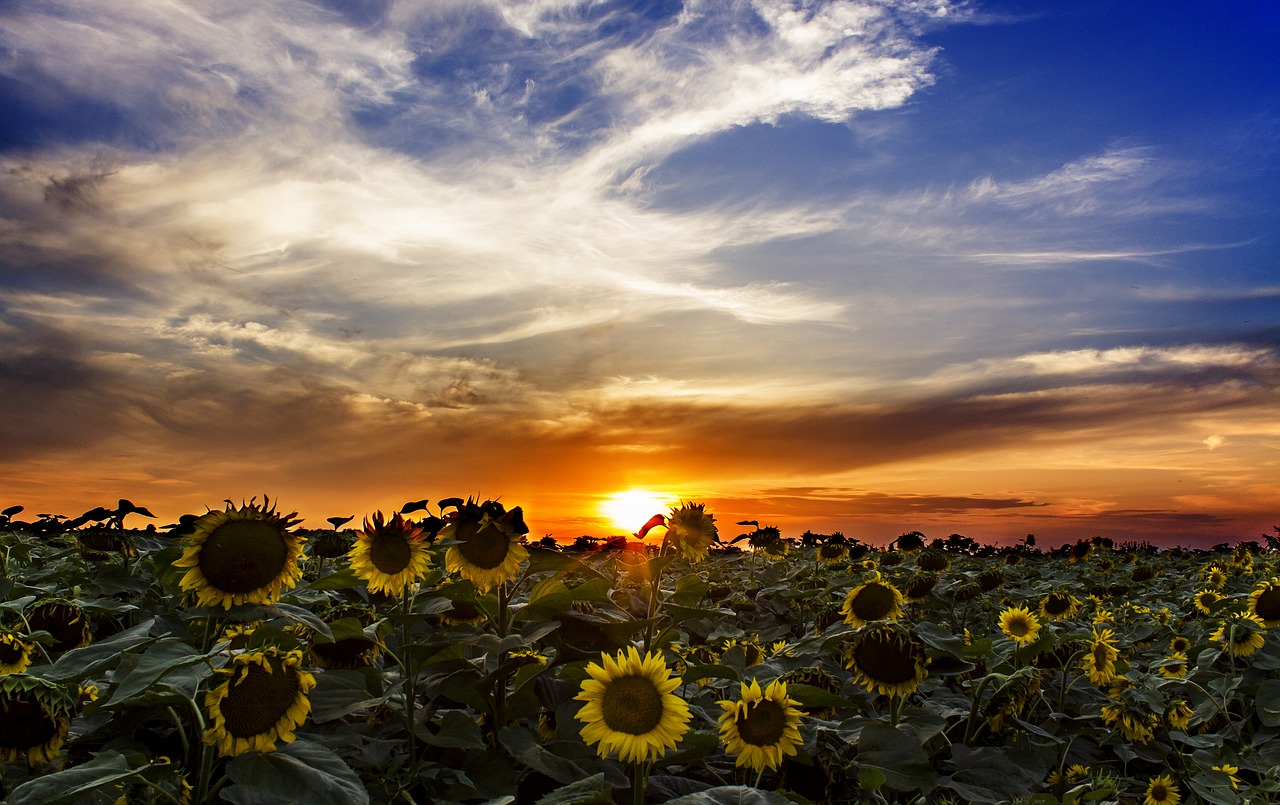 sunflower field  sundown  hungary free photo