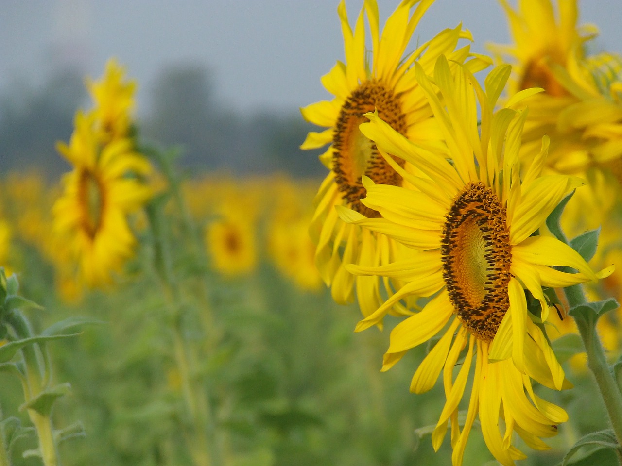 sunflower field thailand sunflowers free photo