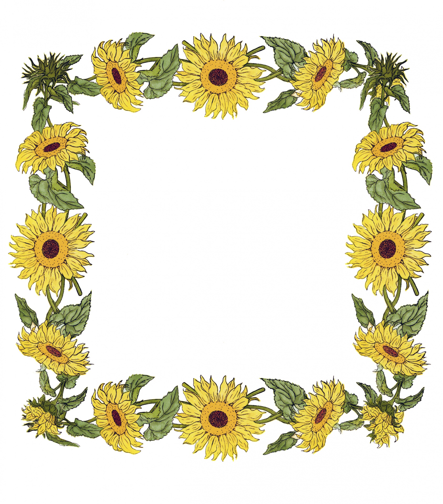 sunflower,sunflowers,frame,vintage,art,illustration,white,background,flower,...