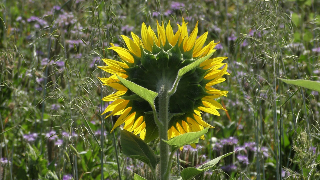 sunflower from the back  sunflower  plant free photo