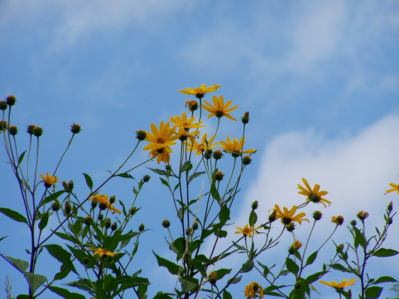 sunflower garden yellow flower blue sky free photo