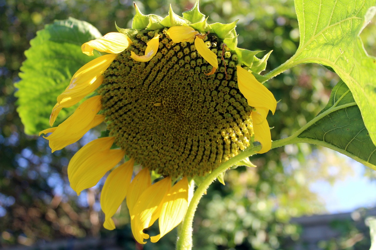 sunflower garden seeds plant free photo