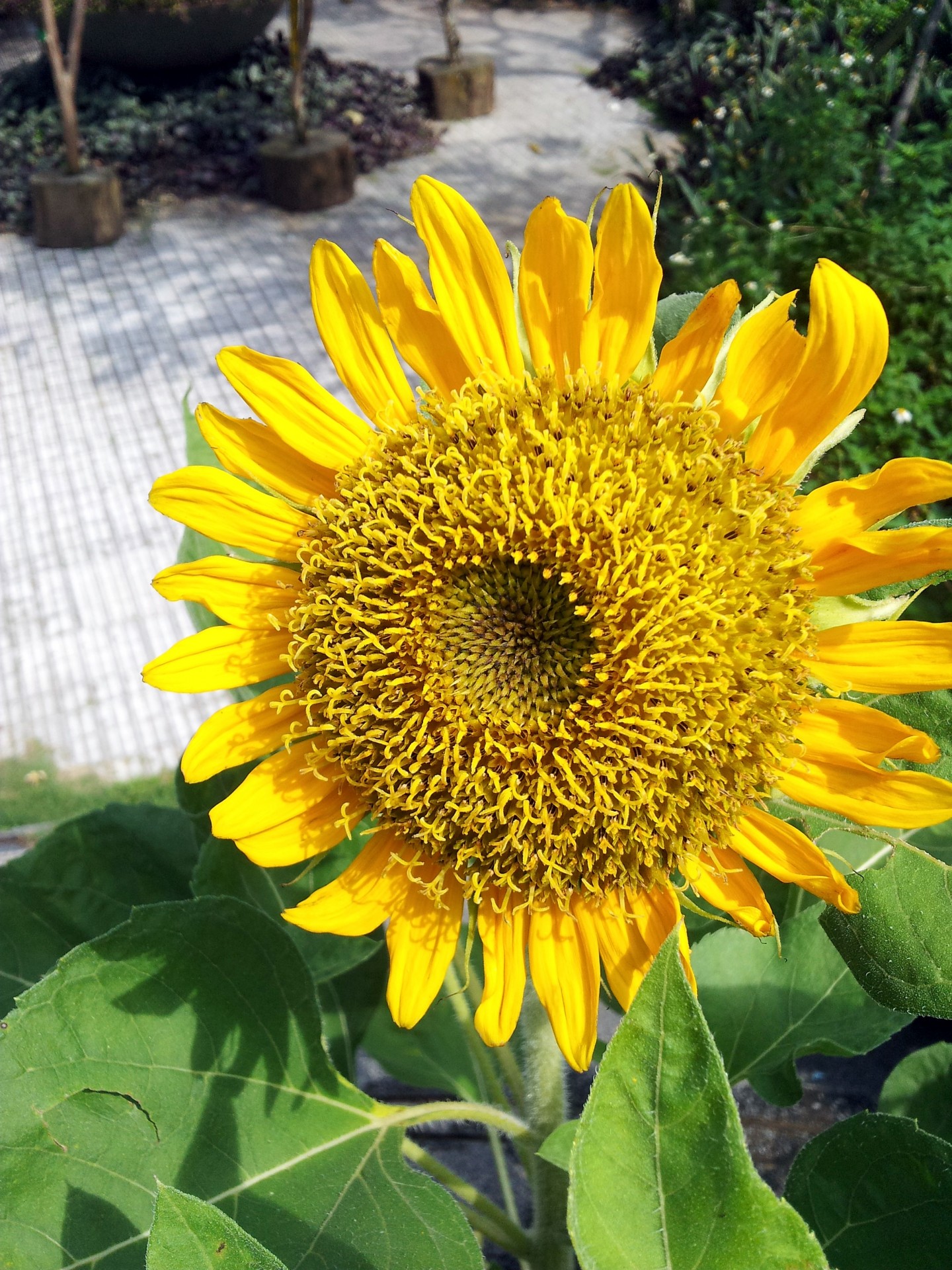 sunflower blossom sunflower in blossom free photo