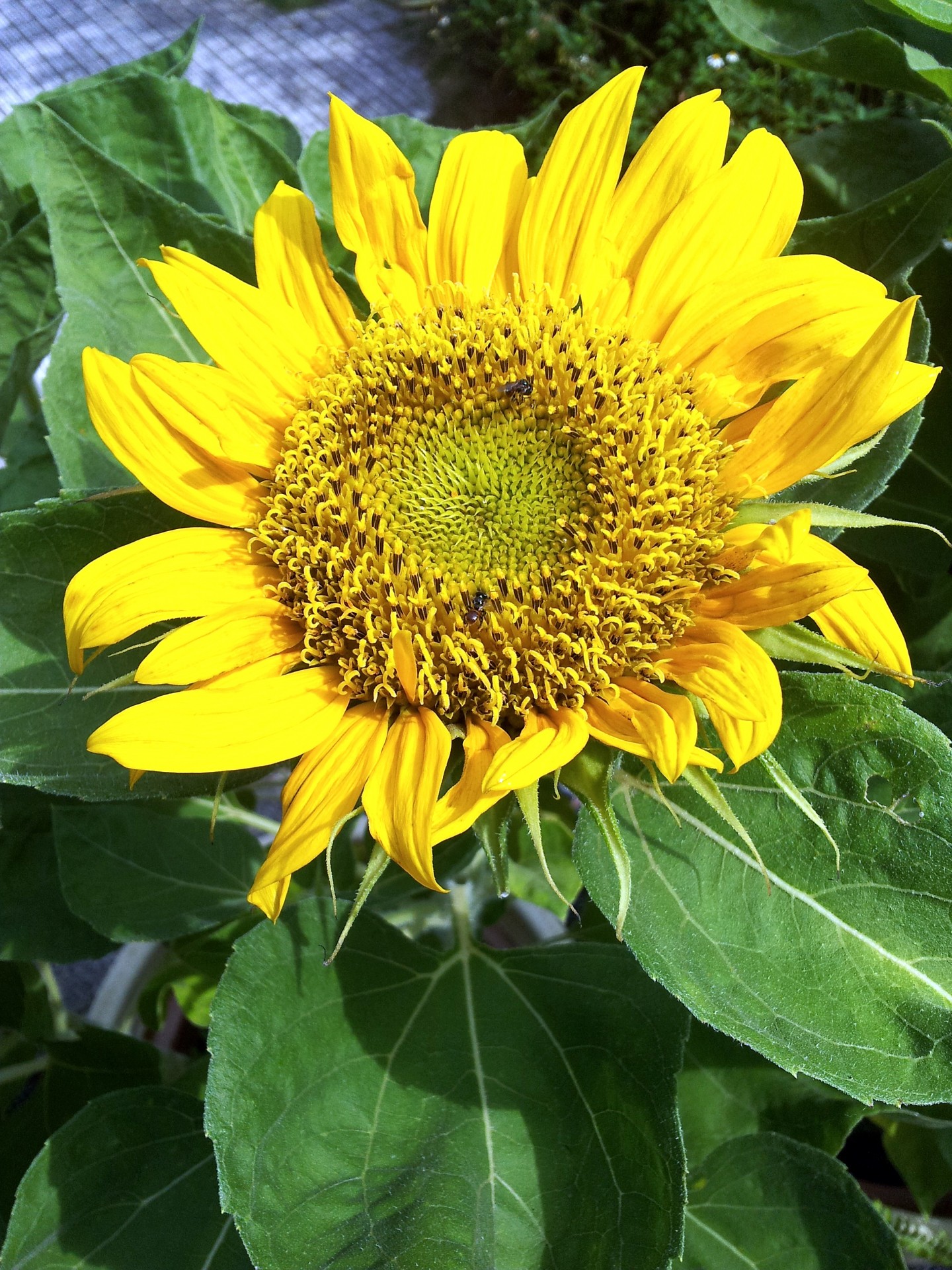 sunflower blossom sunflower in blossom free photo