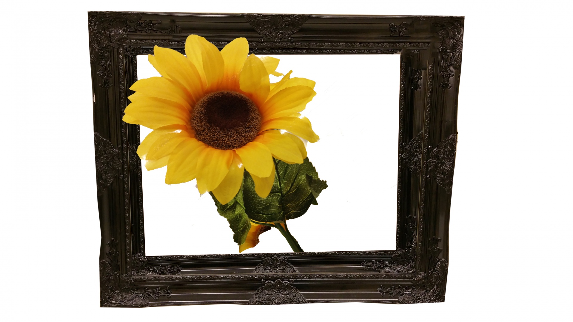 sunflower flower frame free photo