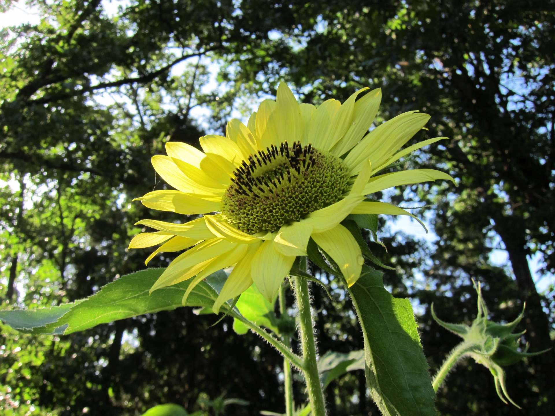 sunflower lemon queen flower free photo