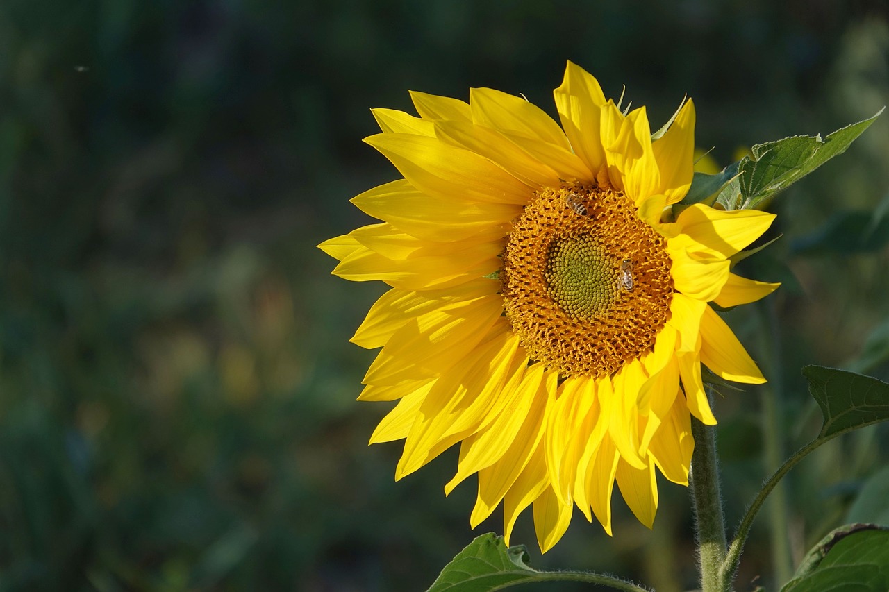 sunflower in october  autumn  blossom free photo