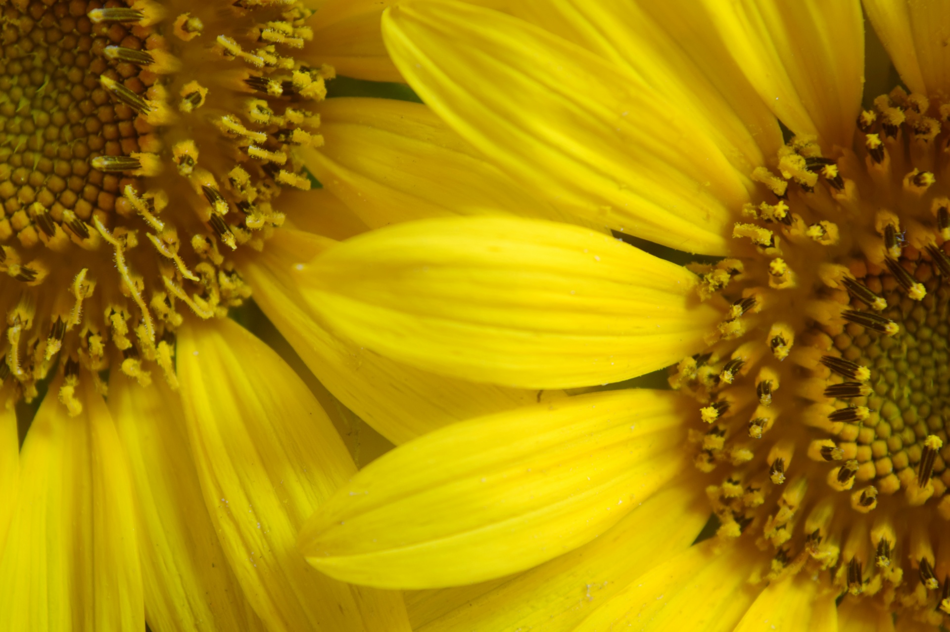 sunflower flower petals free photo