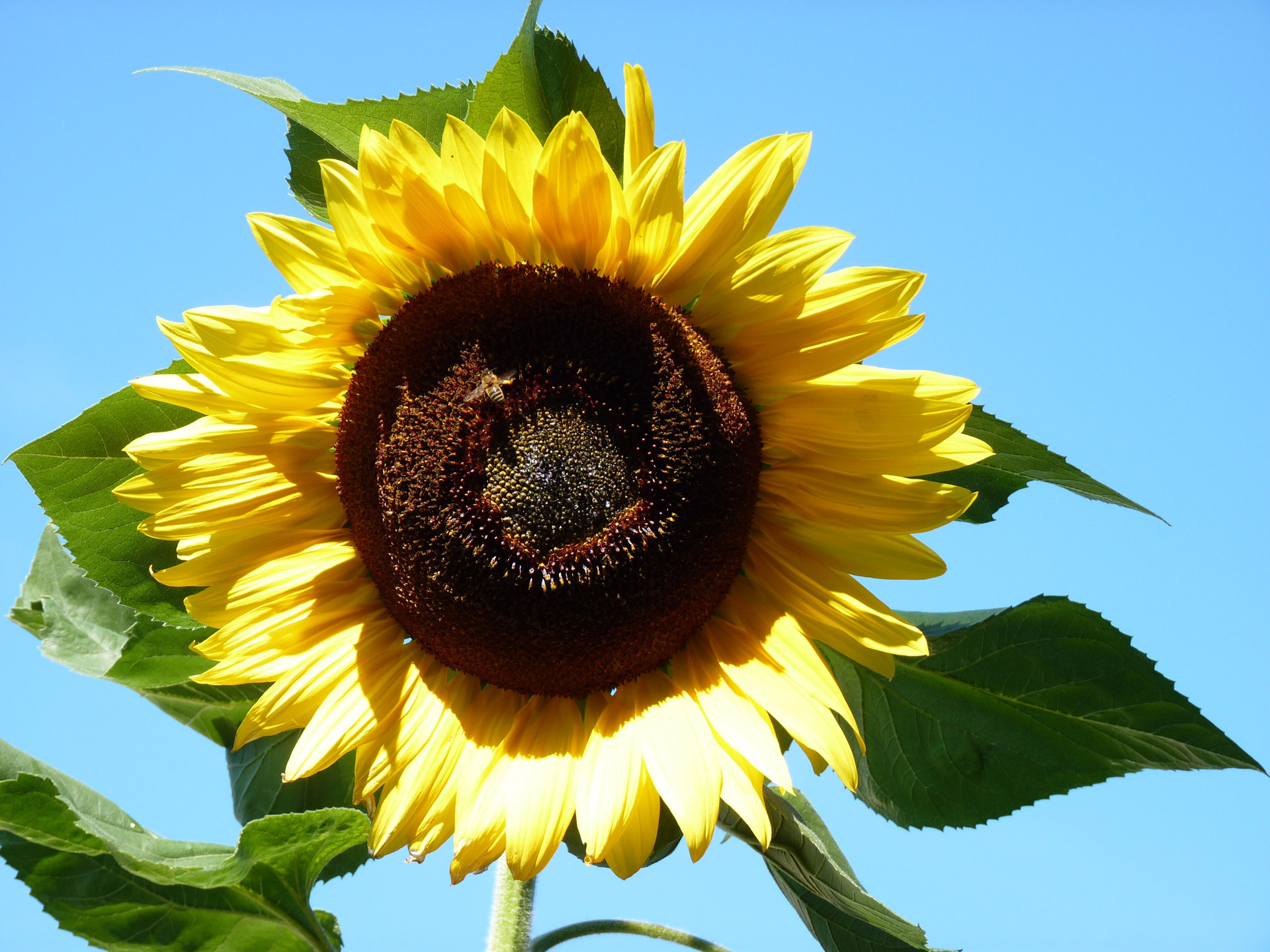 nature sunflower in the sky free pictures free photo