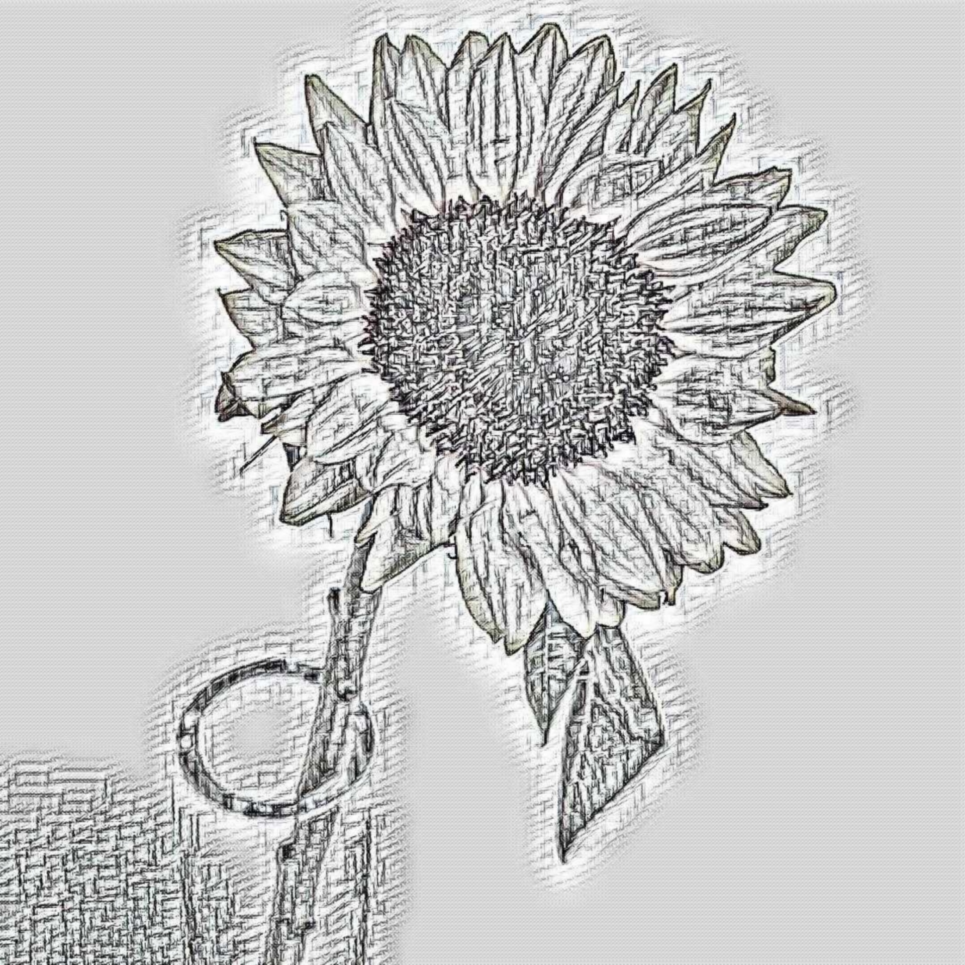 sunflower vase sketch free photo